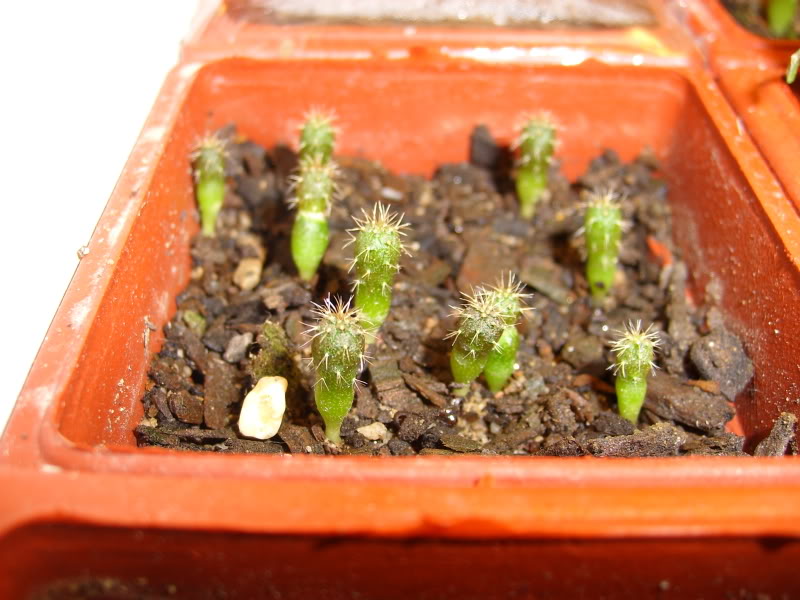 20090404021.jpg