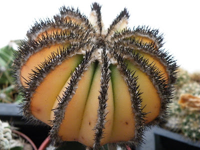 2009_01062008Dec0094.JPG