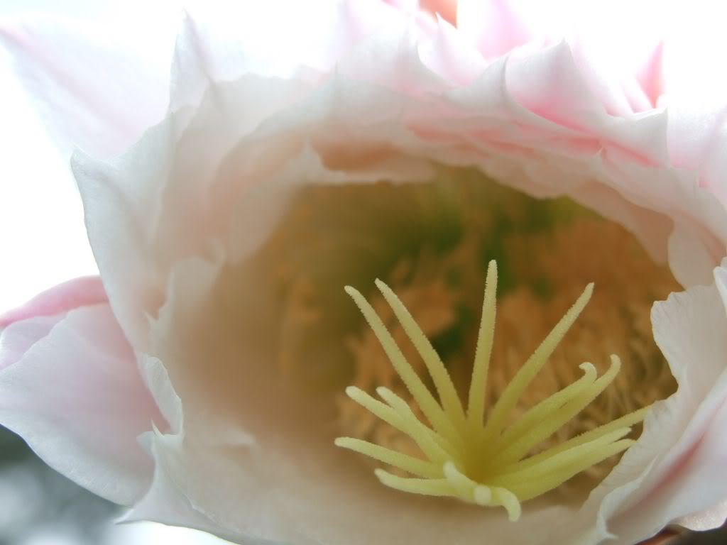 2009_0705cactusyfucsias00031280x768.jpg