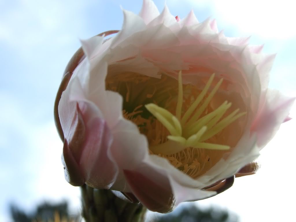 2009_0705cactusyfucsias00041280x768.jpg