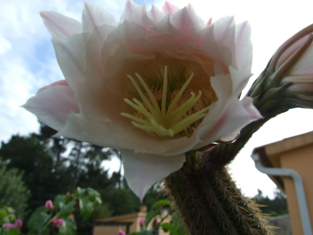 2009_0705cactusyfucsias00051280x768.jpg