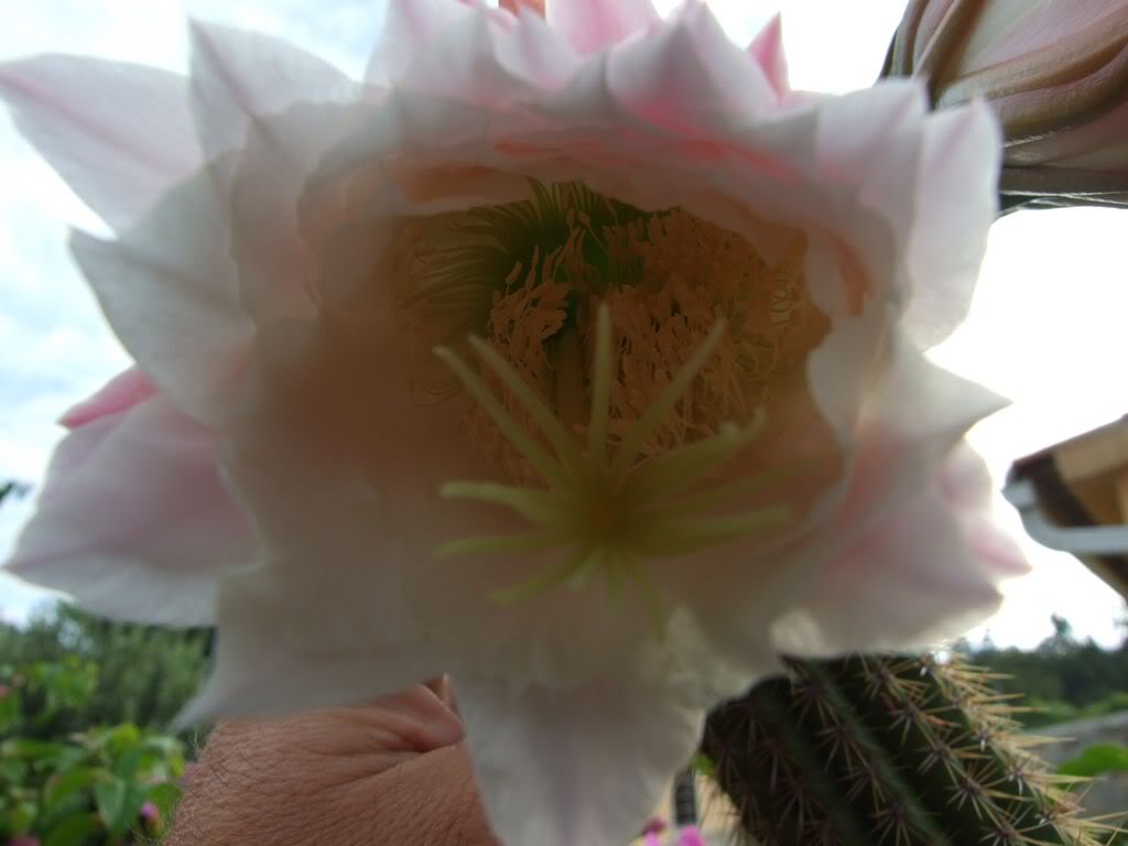 2009_0705cactusyfucsias00061280x768.jpg