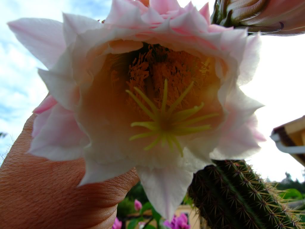 2009_0705cactusyfucsias00081280x768.jpg