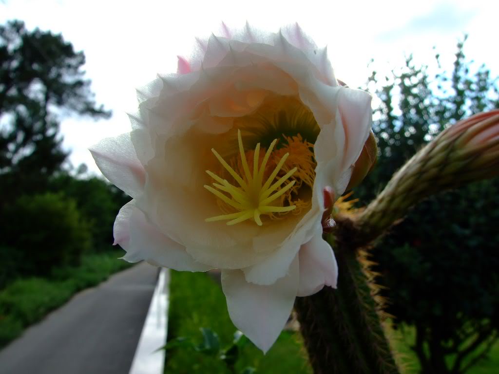 2009_0705cactusyfucsias00161280x768.jpg