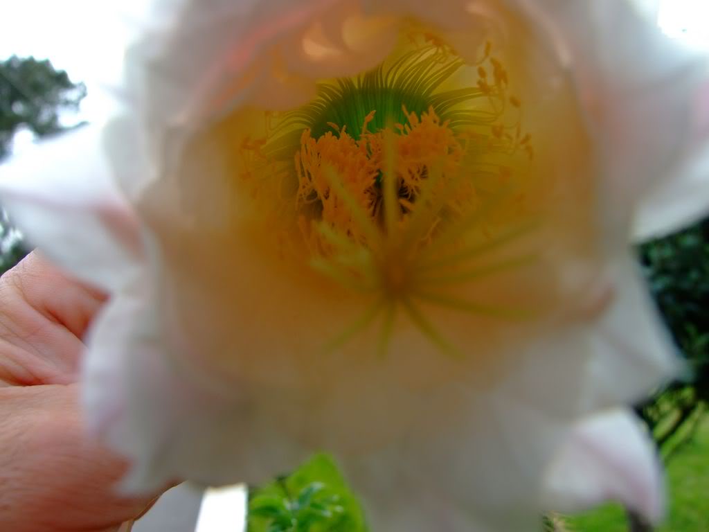 2009_0705cactusyfucsias00171280x768.jpg