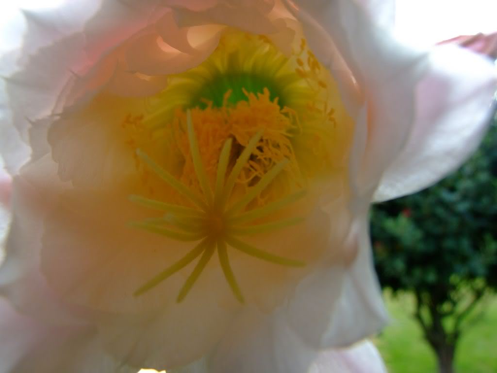 2009_0705cactusyfucsias00181280x768.jpg