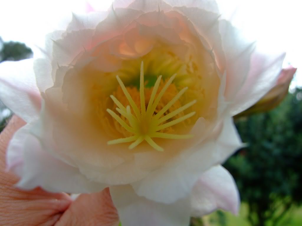 2009_0705cactusyfucsias00191280x768.jpg