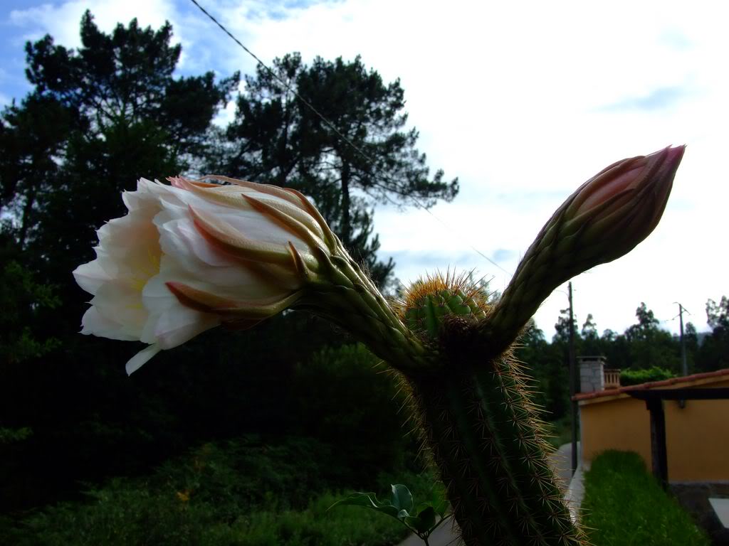 2009_0705cactusyfucsias00201280x768.jpg