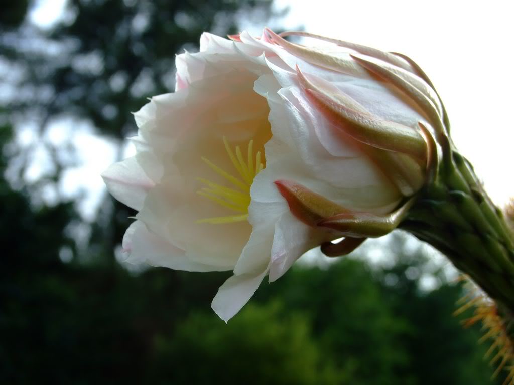 2009_0705cactusyfucsias00211280x768.jpg