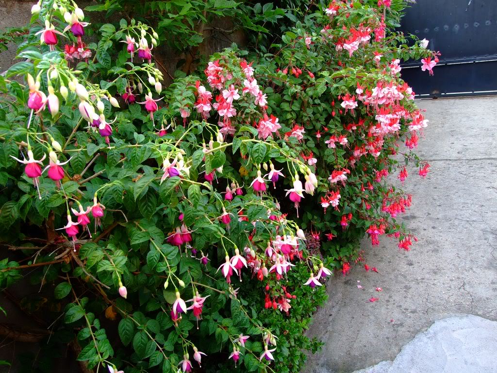 2009_0705cactusyfucsias00241280x768.jpg