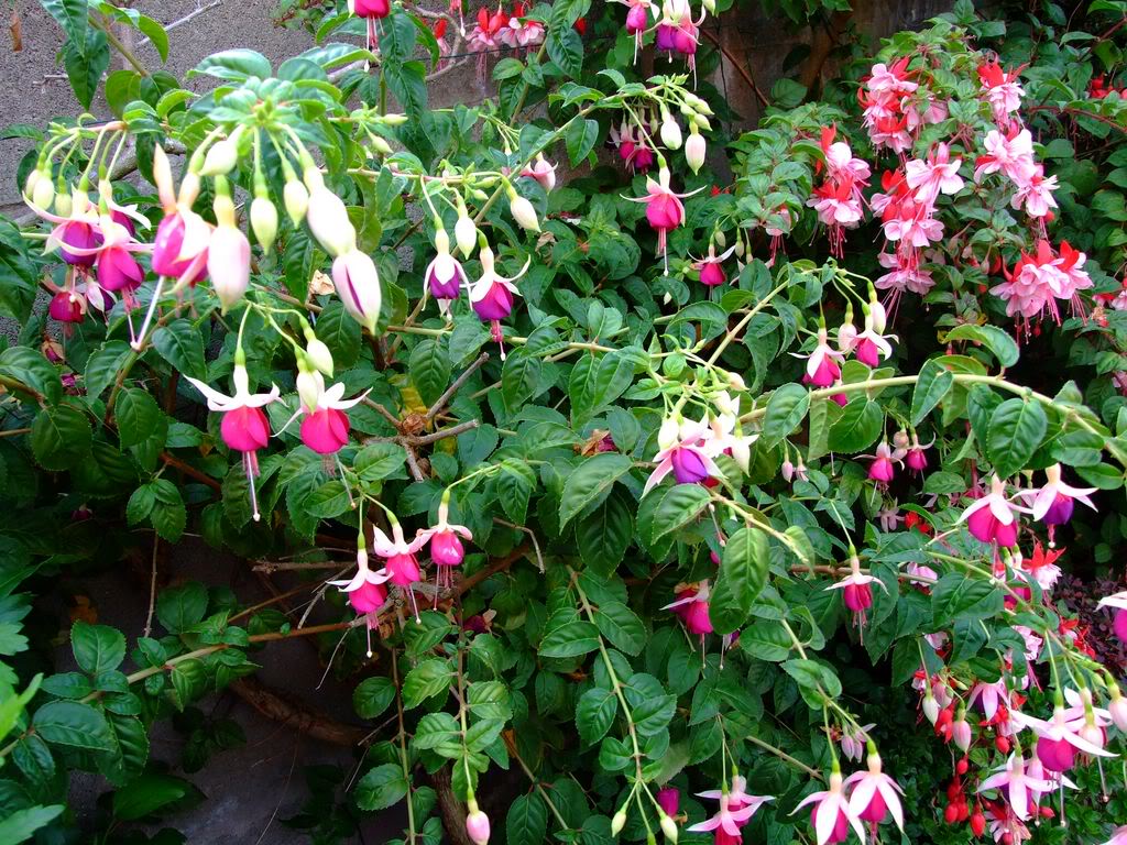 2009_0705cactusyfucsias00251280x768.jpg