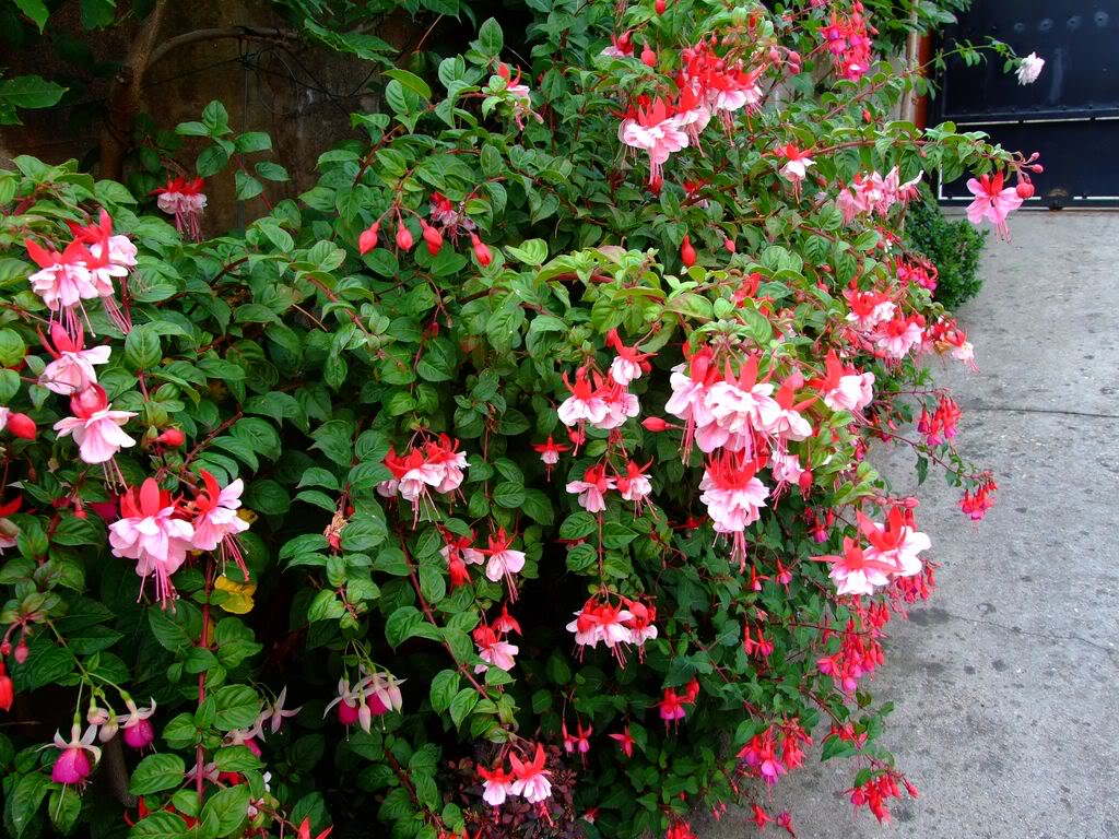 2009_0705cactusyfucsias00261280x768.jpg