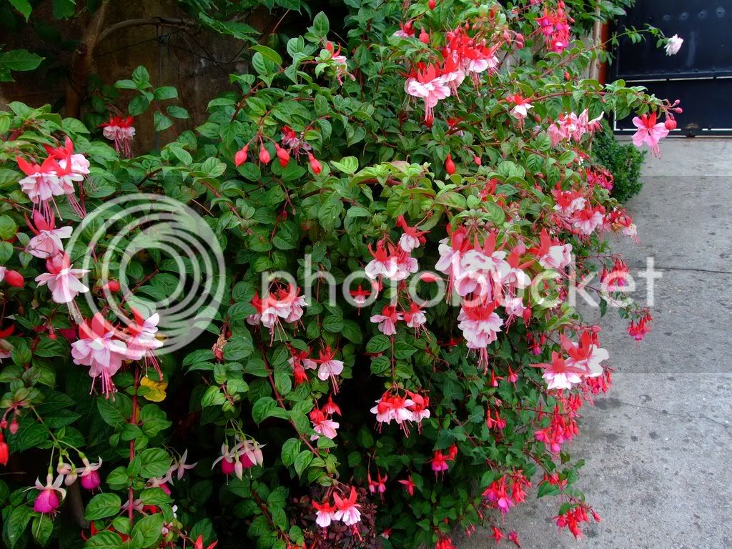 2009_0705cactusyfucsias00261280x768.jpg