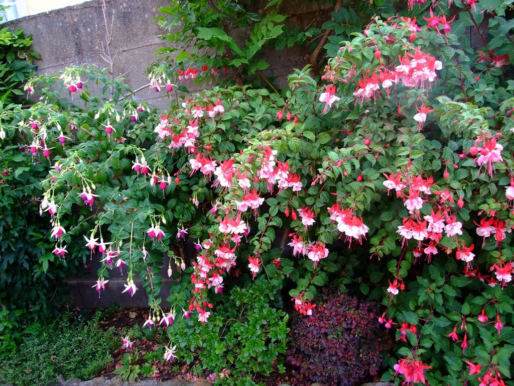 2009_0705cactusyfucsias00271280x768.jpg