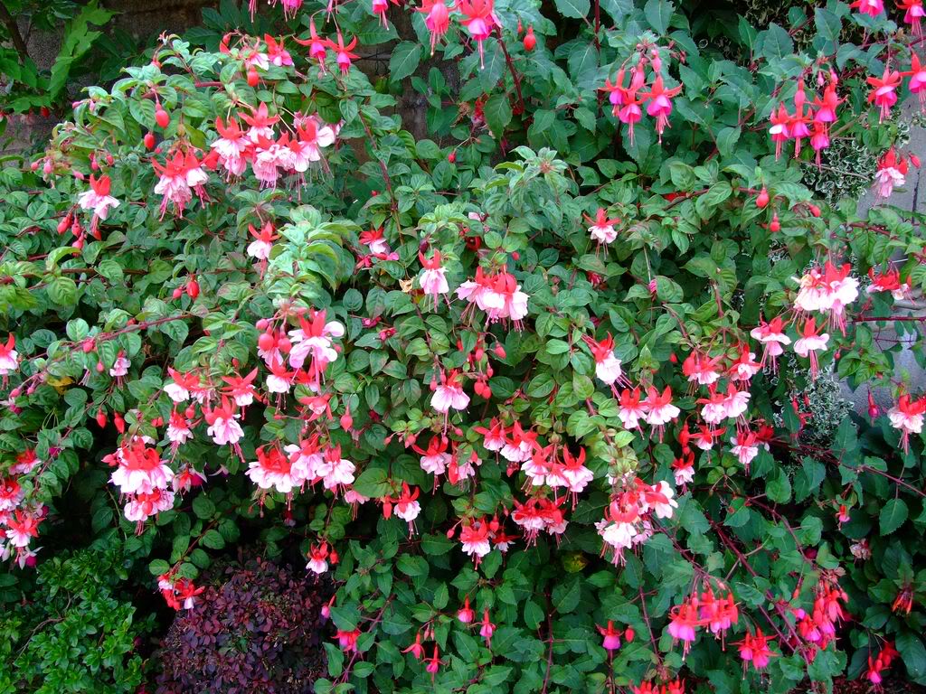 2009_0705cactusyfucsias00281280x768.jpg