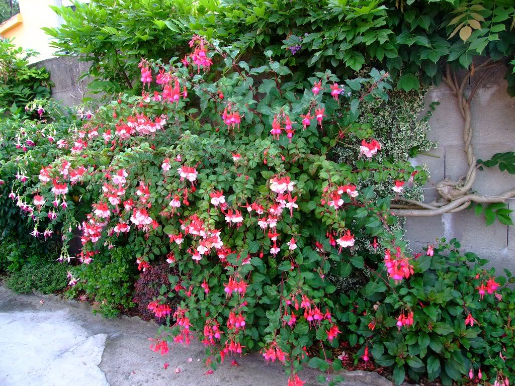 2009_0705cactusyfucsias00301280x768.jpg