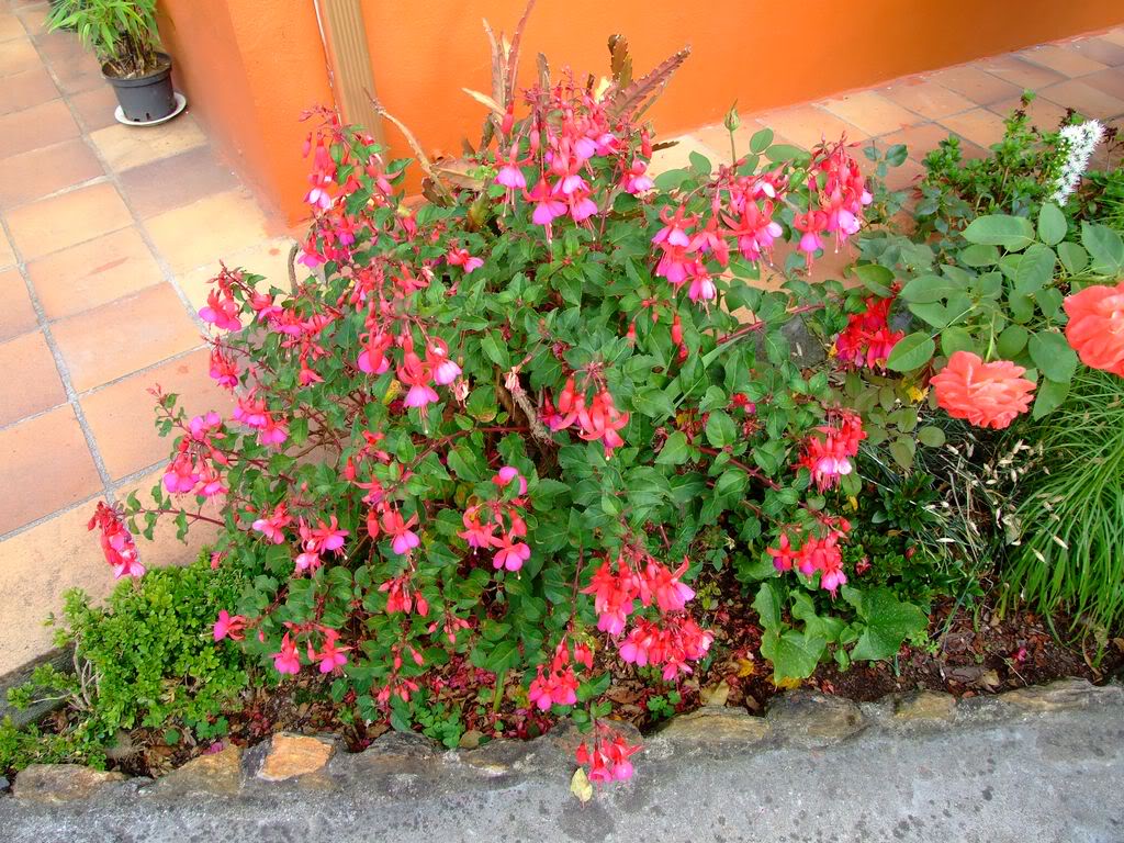 2009_0705cactusyfucsias00311280x768.jpg
