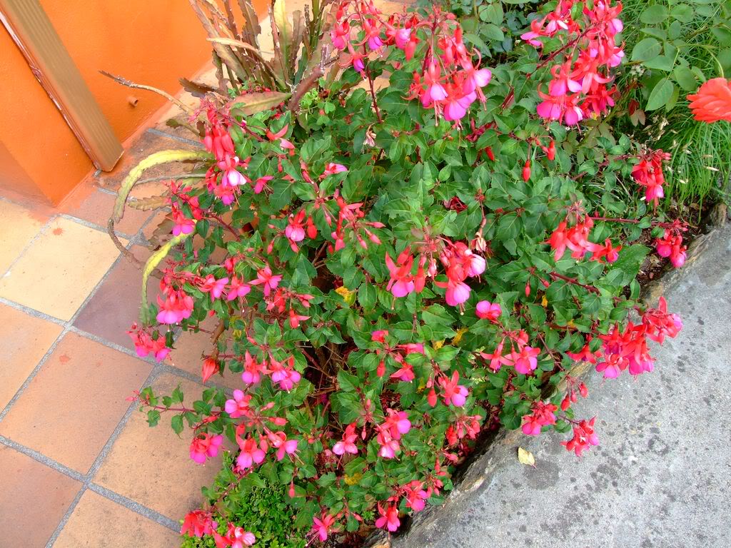 2009_0705cactusyfucsias00321280x768.jpg