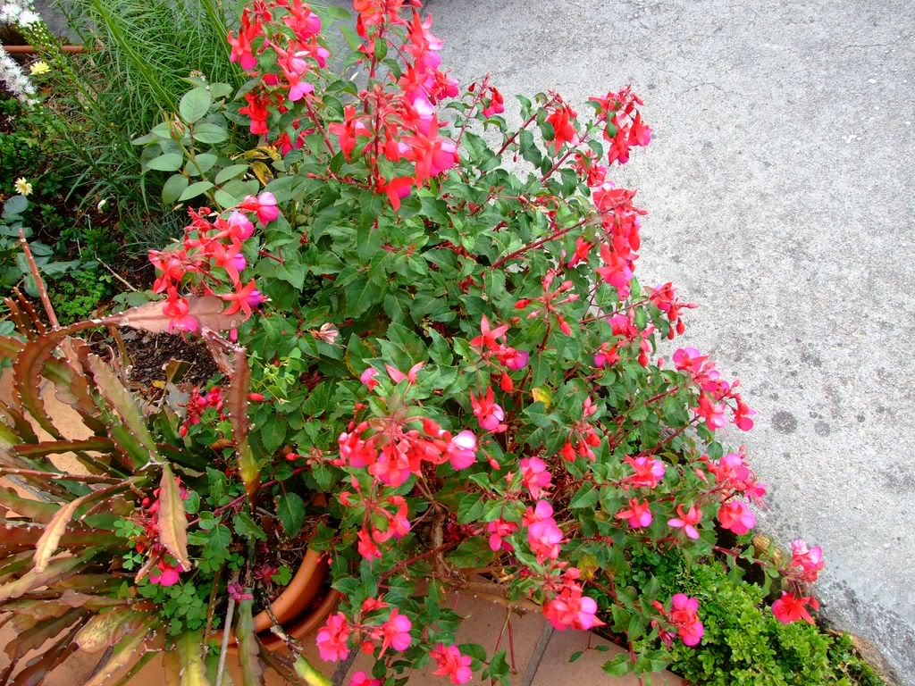 2009_0705cactusyfucsias00331280x768.jpg