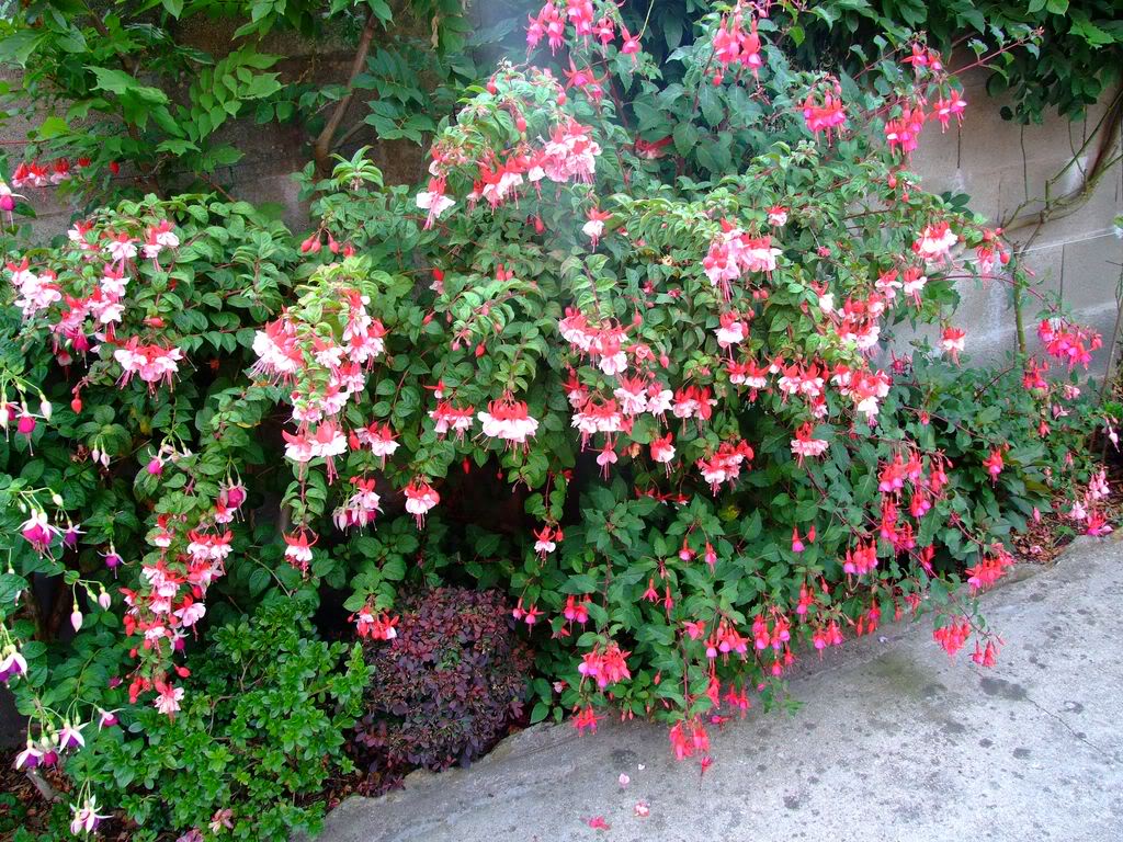 2009_0705cactusyfucsias00341280x768.jpg