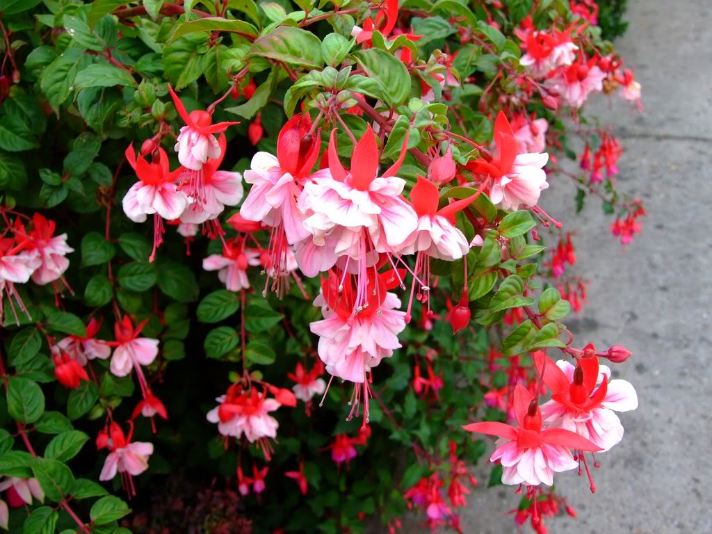 2009_0705cactusyfucsias00351280x768.jpg