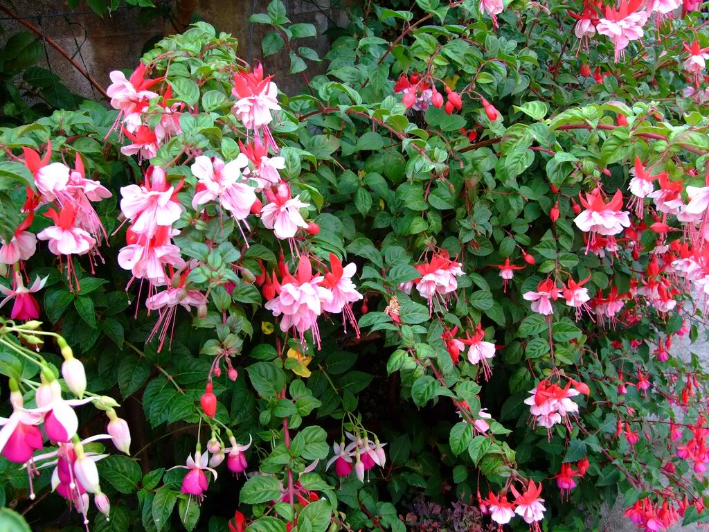 2009_0705cactusyfucsias00361280x768.jpg