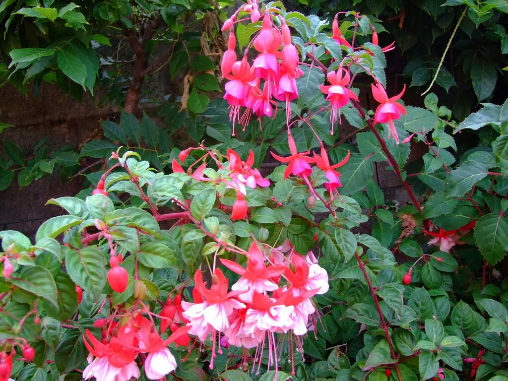 2009_0705cactusyfucsias00371280x768.jpg