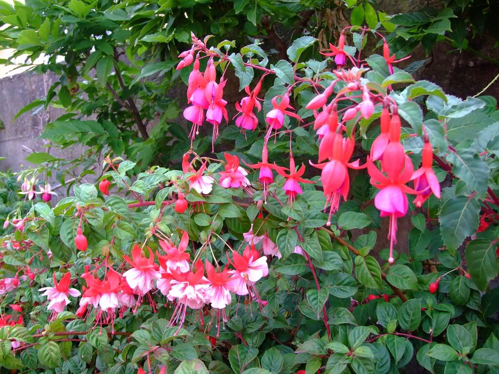 2009_0705cactusyfucsias00381280x768.jpg