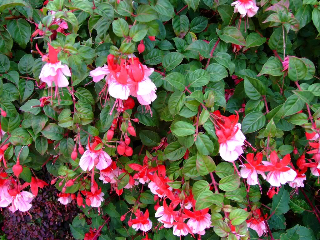 2009_0705cactusyfucsias00391280x768.jpg