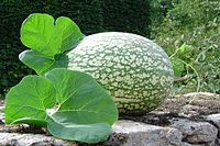 200px-Courge_de_Siam.jpg