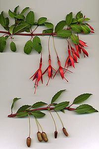 200px-Fuchsia_magellanica.jpg