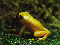 200px-Golden_mantella.JPG