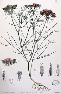 200px-Historical_CUMIN.jpg