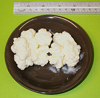 200px-Kefir-grains-90grams.jpg