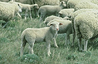 200px-Lamb.jpg