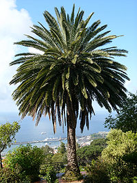 200px-Phoenix_canariensis_ag.JPG