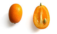 200px-Quinotos.jpg