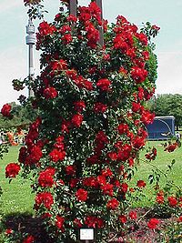 200px-Rosa_sp.273.jpg