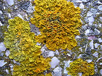 200px-Xanthoria_parietina.La_Coru%C3%B1a.001.JPG