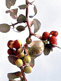 200px-Ziziphus_mistol_griseb1.jpg