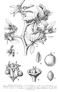 200px-Ziziphus_mistol_illust_1.png