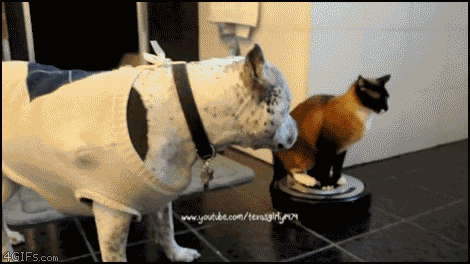 201005_gato-aspiradora-y-perro.gif