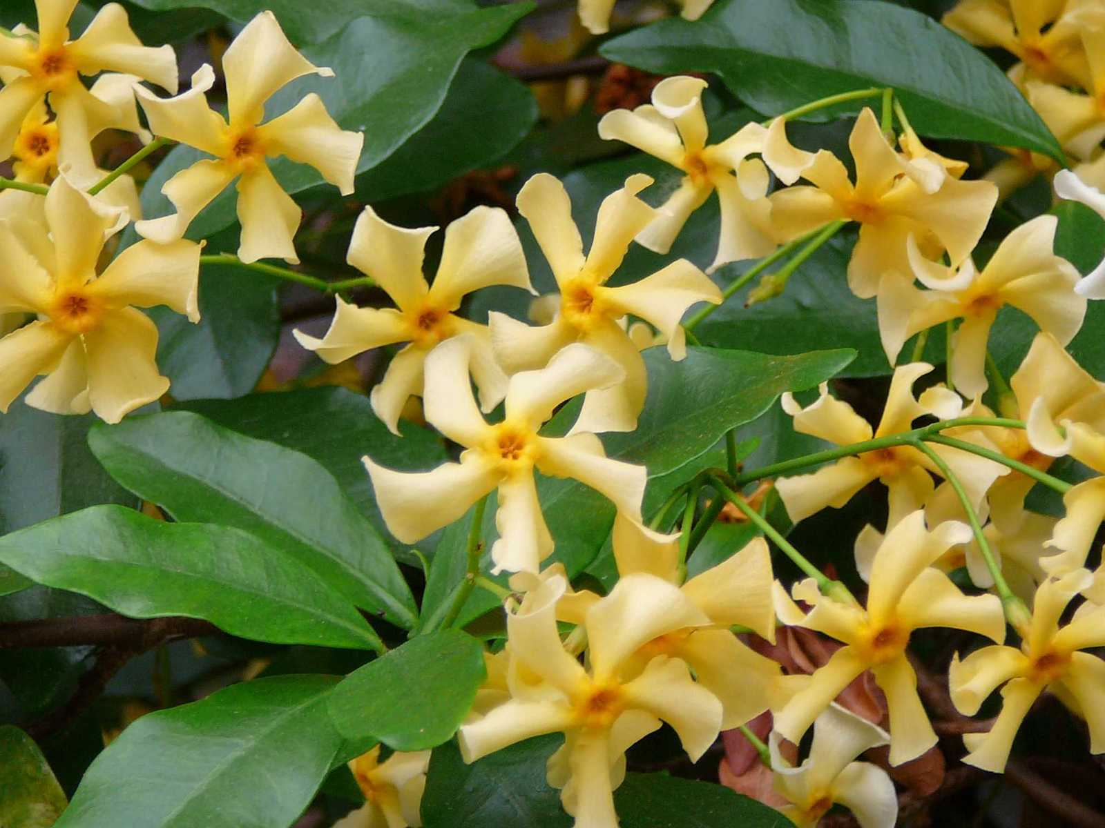 20100618110619_Trachelospermum_jasmonoides_-Star_of_Toscane_008.jpg