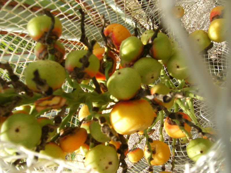 201009017.jpg