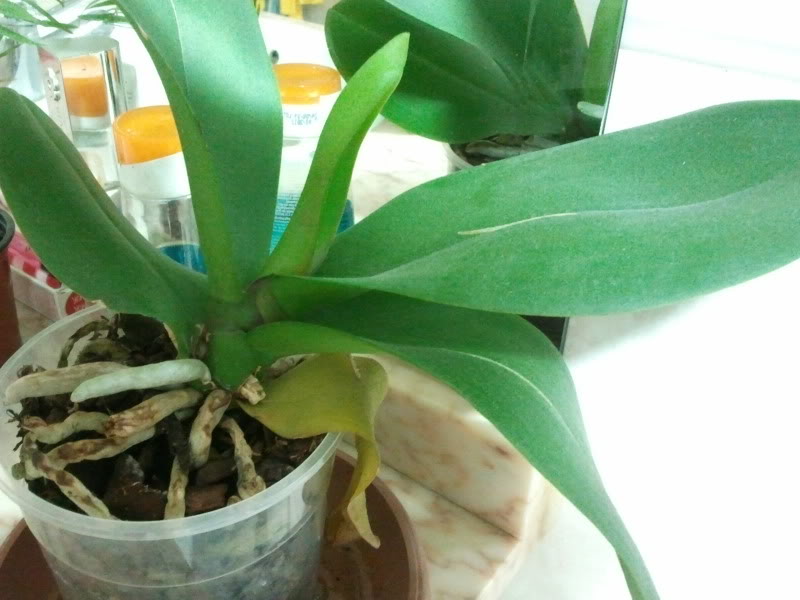 2011-03-09000429.jpg