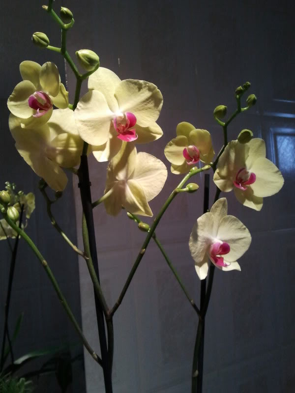 2011-04-02184102.jpg
