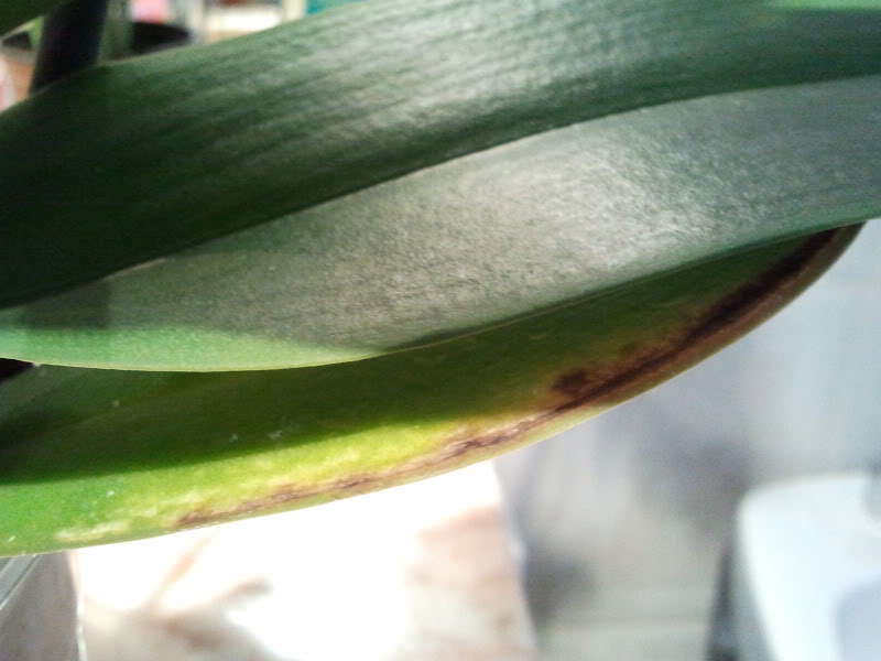 2011-04-02184153.jpg