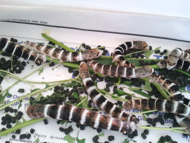 2011-04-30121432.jpg
