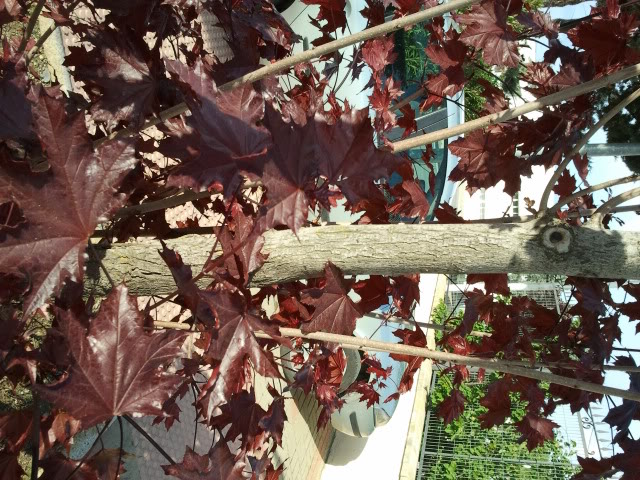 2011-05-05190735.jpg