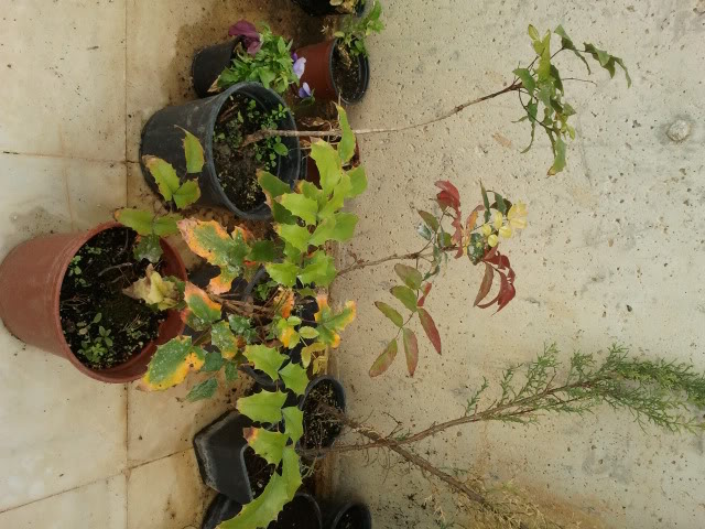 2011-05-10135304.jpg